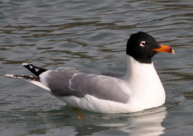 pallas gull breeding plumage 